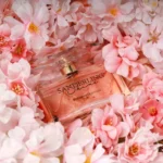 SANDERLING Shine – Image 2